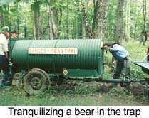 Tranquilizing bear in trap