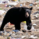 Bear in Landfill